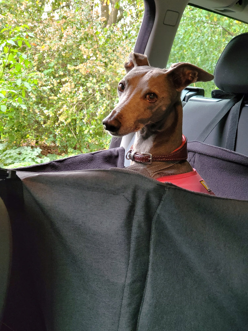 Grey Whippet ready for a car journey in s Car Cube dog seat