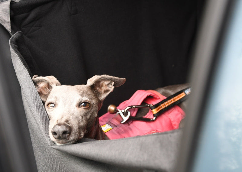 A grey whippet relaxed in a Car Cube dog traport seat