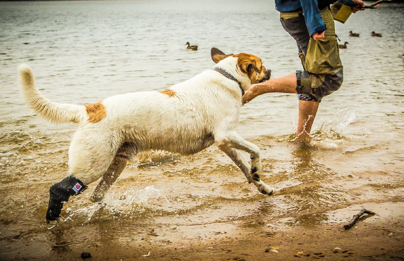 Dog running on the beach wearing a Grade 2 tarsal orthosis to support an injury