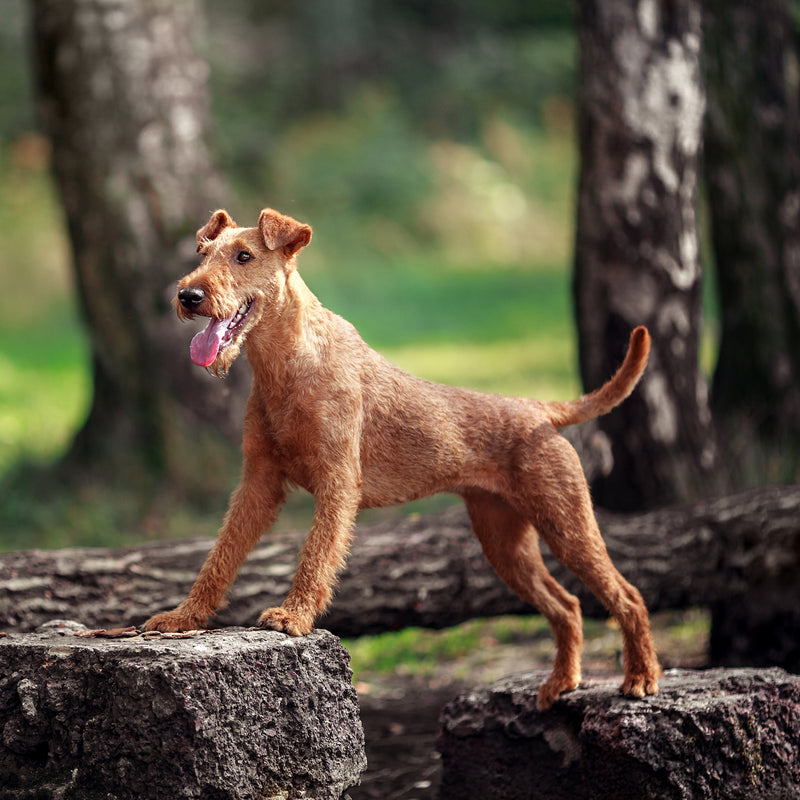 Irish Terrier in woodland