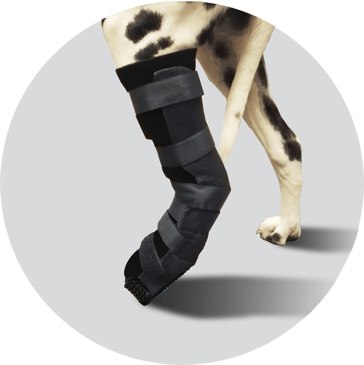 Hind leg of a dog wearing a thermoplastic orthotic support (orthosis) with paw in close up