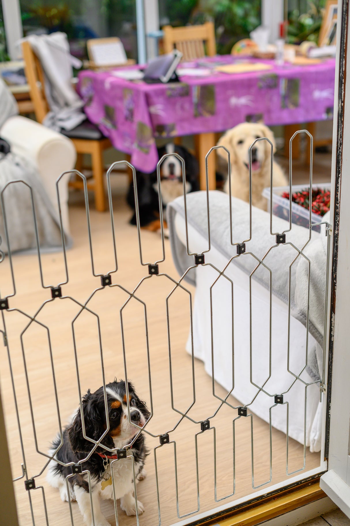 Dog-G8 safety barrier - Front Door