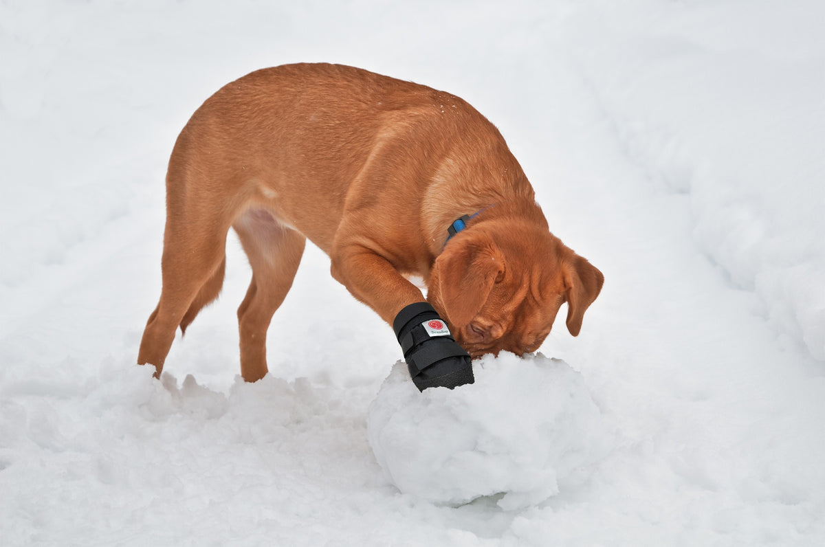 Dog shoe to support phlanges in arthritic paws, waterproof, flexible body, three securing straps and highly durable base