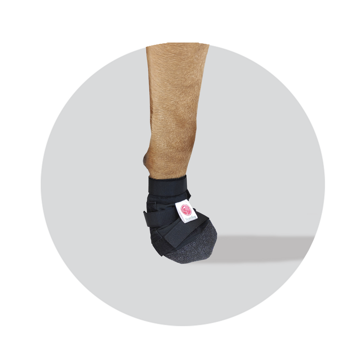 Dog paw protective shoe with three securing straps a flexible body and highly durable sole