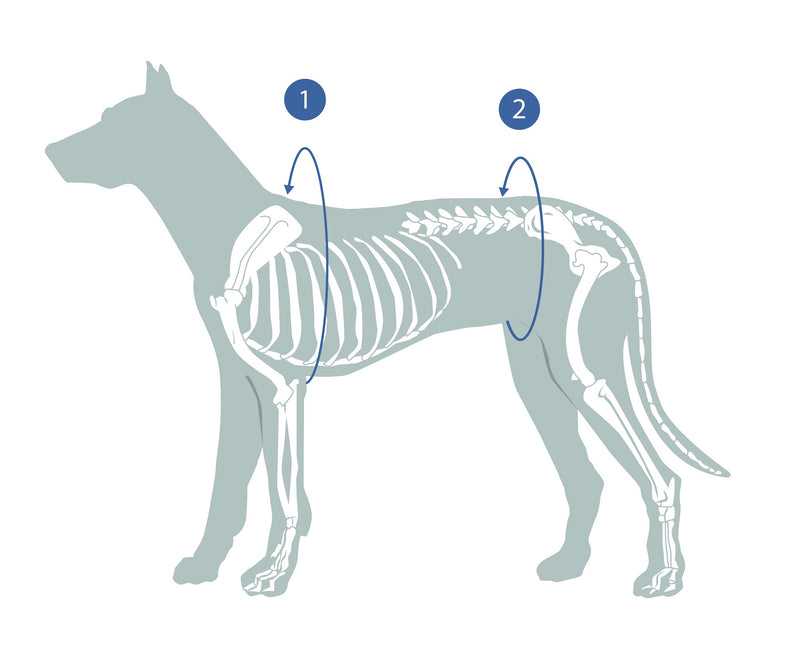Guide to measurement of your dog for a full medical protection cover