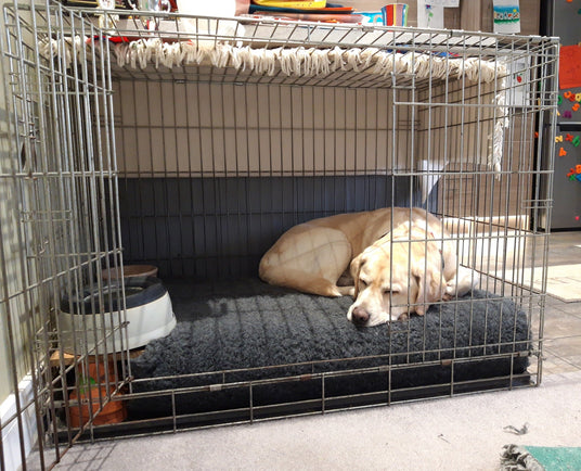 Incontinence Beds for Dogs - Big Dog Bed Company