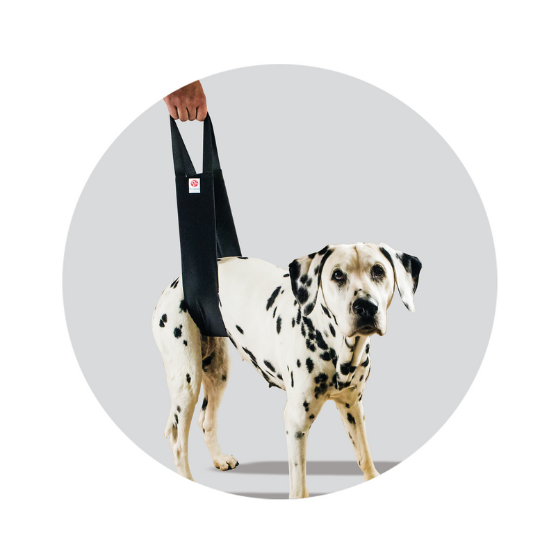 Helping Hand Standard Sling demonstrated on a Dalmatian Dog