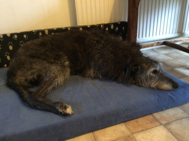 Orthopaedic Beds for Medium and Large Dogs