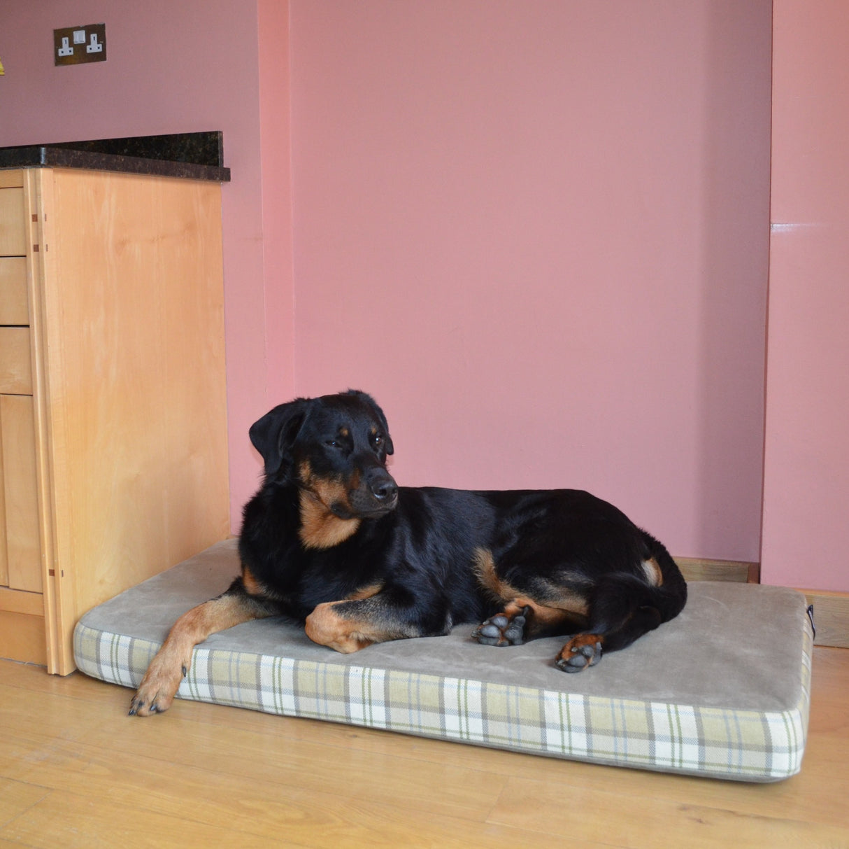 A dog lying on a bed designed to fit neatly alongside kitchen units- Big Dog Bed Company