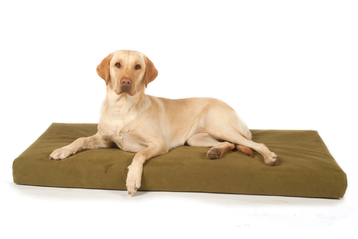 Labrador lying on a Signature foam and memory foam dog beds from Big Dog Bed Company