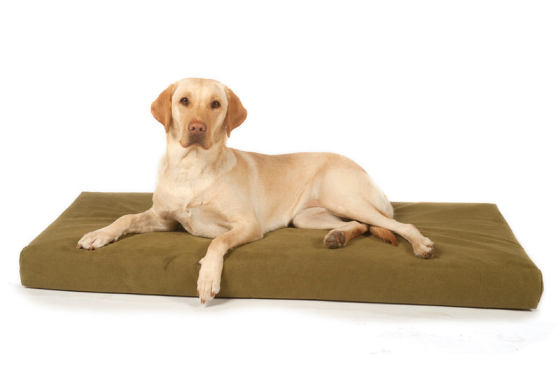 Labrador lying on a Signature foam and memory foam dog beds from Big Dog Bed Company
