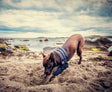 Medical protection covers allow your dog to live a more normal life while recovering from injury or surgery