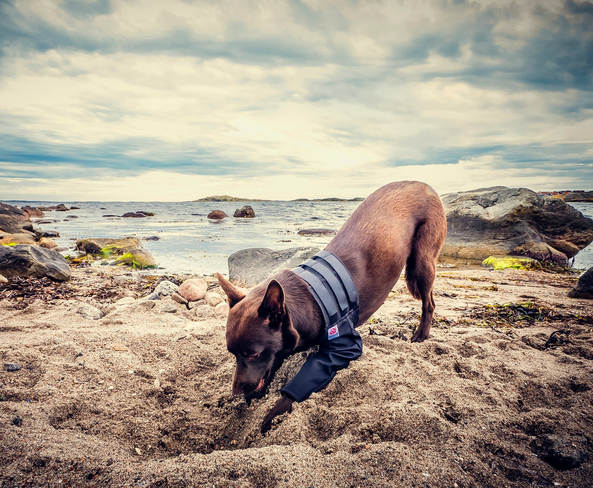 Medical protection covers allow your dog to live a more normal life while recovering from injury or surgery