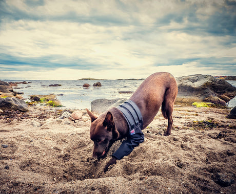 Medical protection covers allow your dog to live a more normal life while recovering from injury or surgery