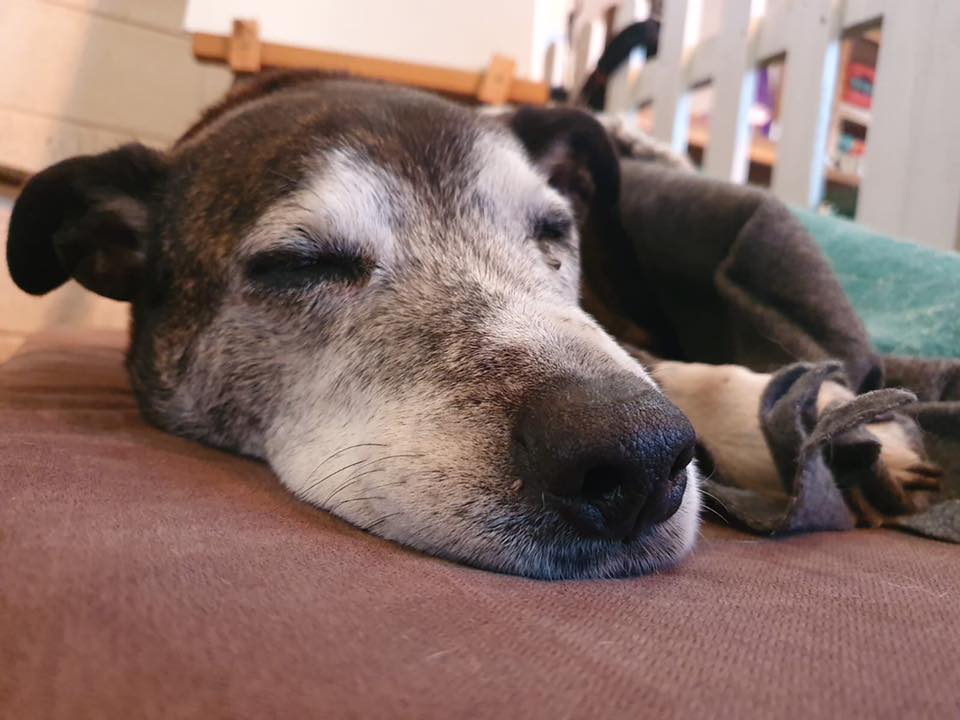 Orthopaedic Beds for Medium and Large Dogs