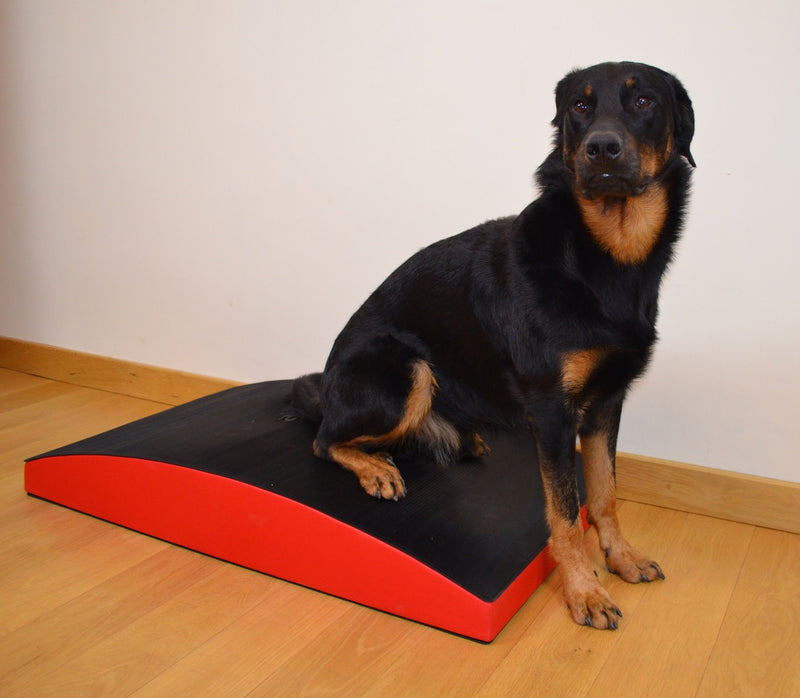 SafeRocker+ flexible canine balance equipment - Big Dog Bed Company