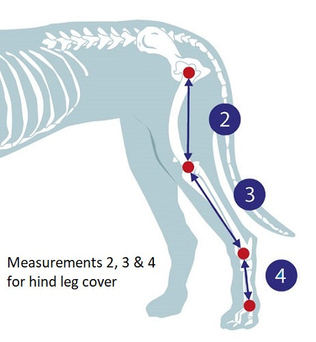 Measurement guide for hind leg waterproof wound protection cover for dogs