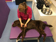Therapy Mats for Tables - Big Dog Bed Company