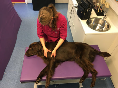 Therapy Mats for Tables - Big Dog Bed Company