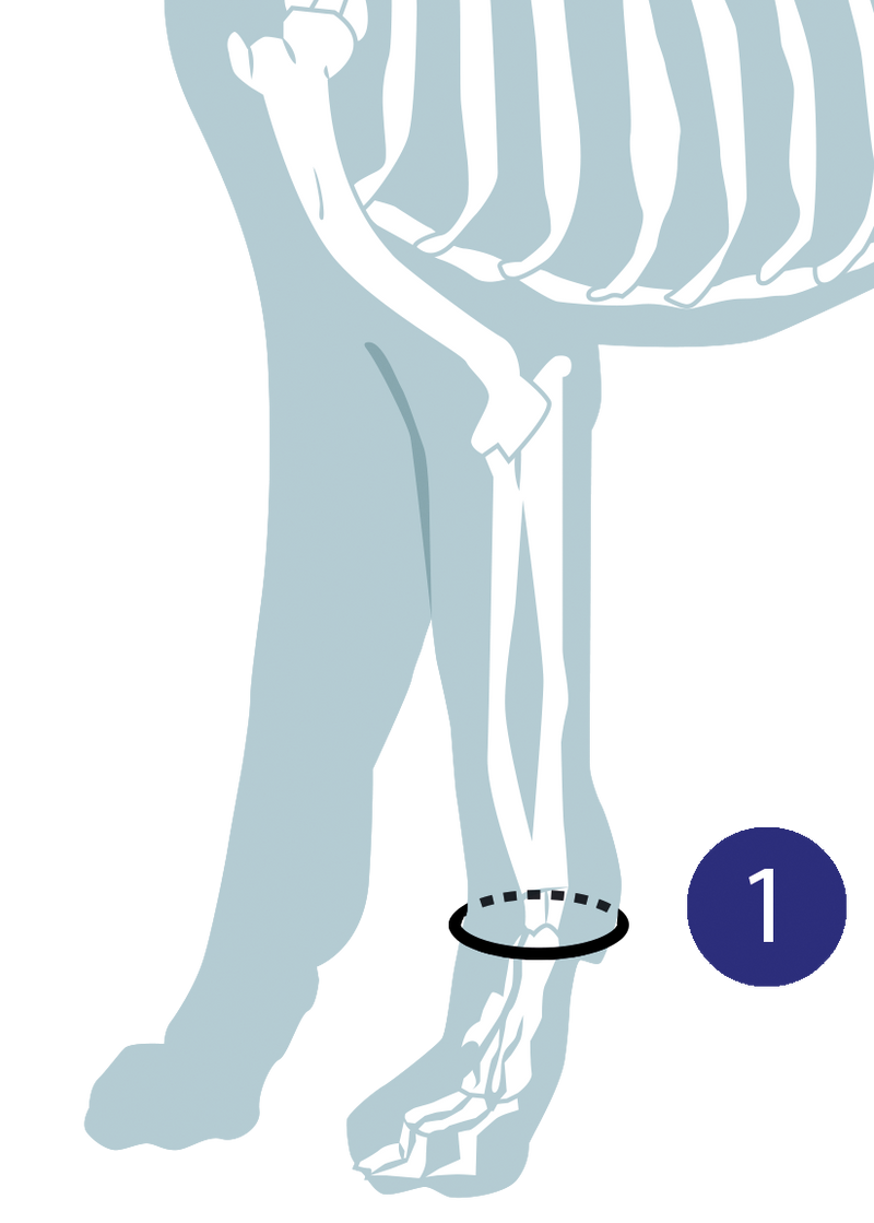 Diagram illustrating how to measure a dog for a carpal support