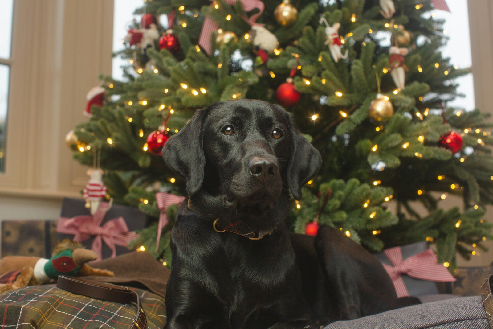 Helping Your Dog Navigate the Christmas Mayhem