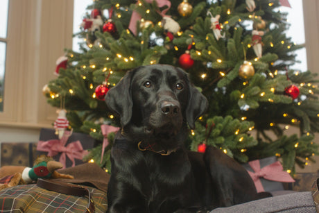 Helping Your Dog Navigate the Christmas Mayhem