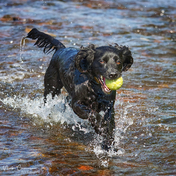 Black spaniel running through water with a ball
