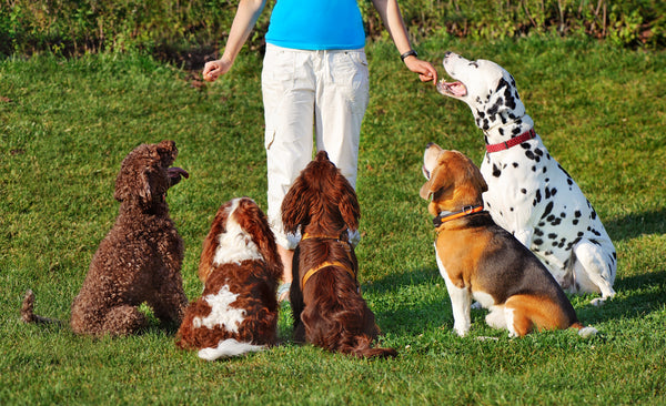 The Power of Positive Thinking - what is positive reinforcement in dog training?