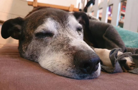 Tips & advice to help maintain your dogs’ joint health  - from puppy paws to golden years