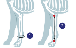 Carpal Orthotic Supports (forelimb)