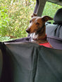 Grey Whippet ready for a car journey in s Car Cube dog seat