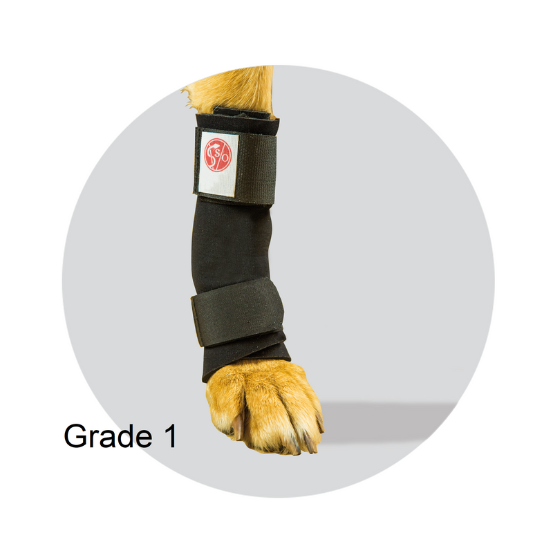 The front paw of a dog wearing an orthotic support for injury or arthritis