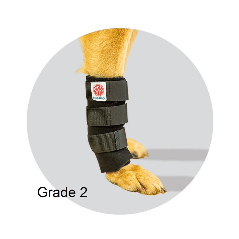 The front leg of a dog wearing an orthotic support offering a moderately high level of support