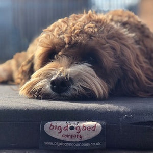 Orthopedic Dog Beds - Active Recovery®