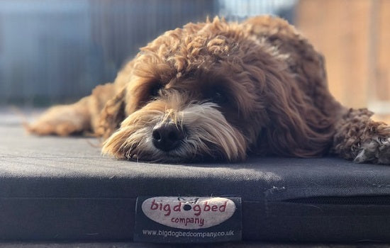Cockerpoo lyingfacing the camera on a dog bed