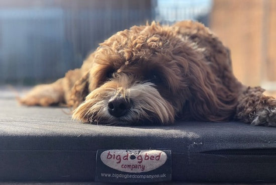 Dog Shoe