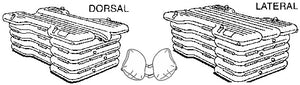 Diagram of inflatable large animal surgery table