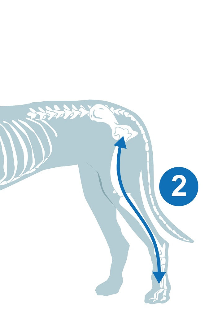 Measurement diagram for hind limb wound protection cover