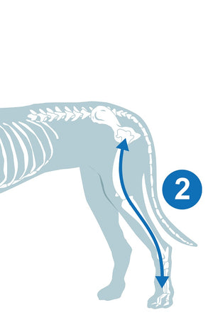 Measurement diagram for hind limb wound protection cover