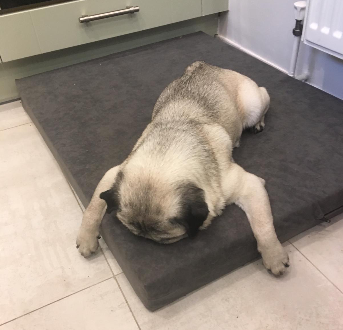 Pug dog lying face down on a grey dog bed