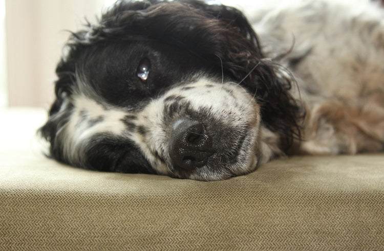 Spaniel end and should lying on a green dog bed