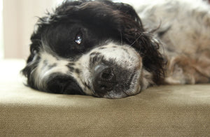 Spaniel end and should lying on a green dog bed