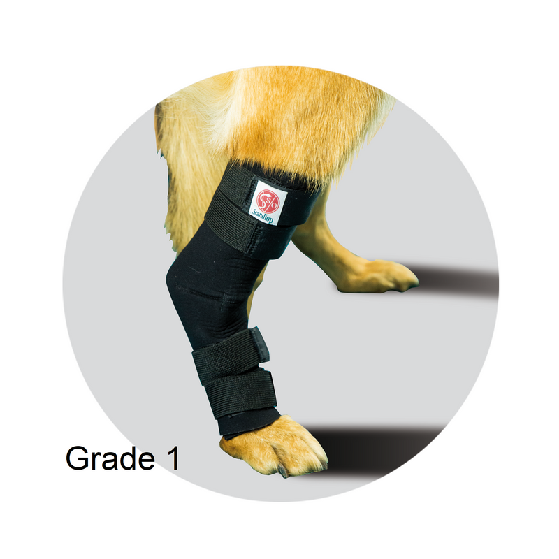 Light stable support for dog tarsal joints