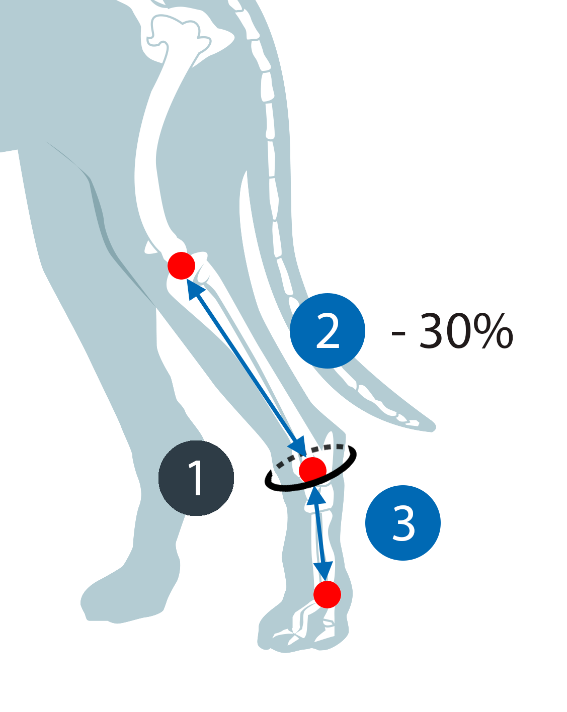 Tarsal Orthotic Supports (hind limb)