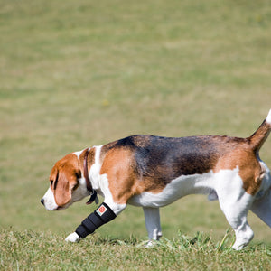 Carpal Orthotic Supports (forelimb)