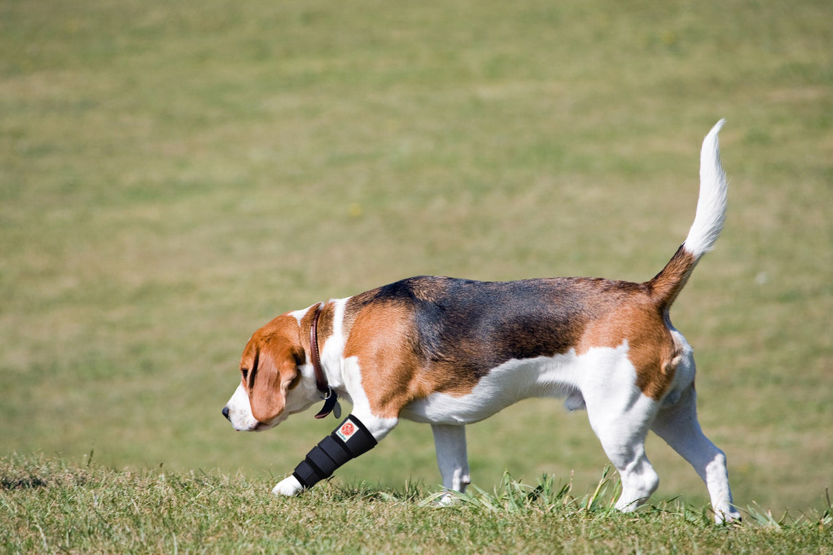 Carpal Orthotic Supports (forelimb)