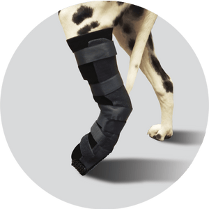 Scandi Orthopedic Tarsal Orthosis with Paw