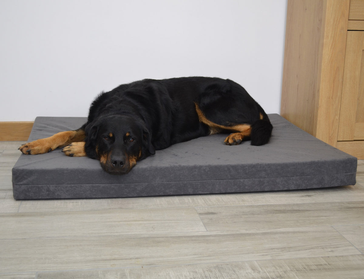 Best dog beds for older dogs with arthritis best sale