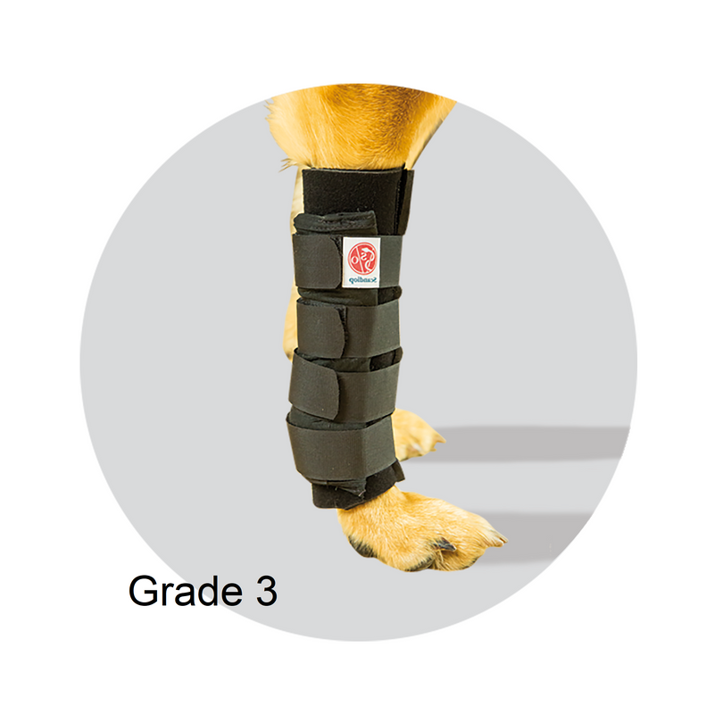 Grade 3 dog carpal support for moderte to severe injury, conservative treatment and post-surgery support