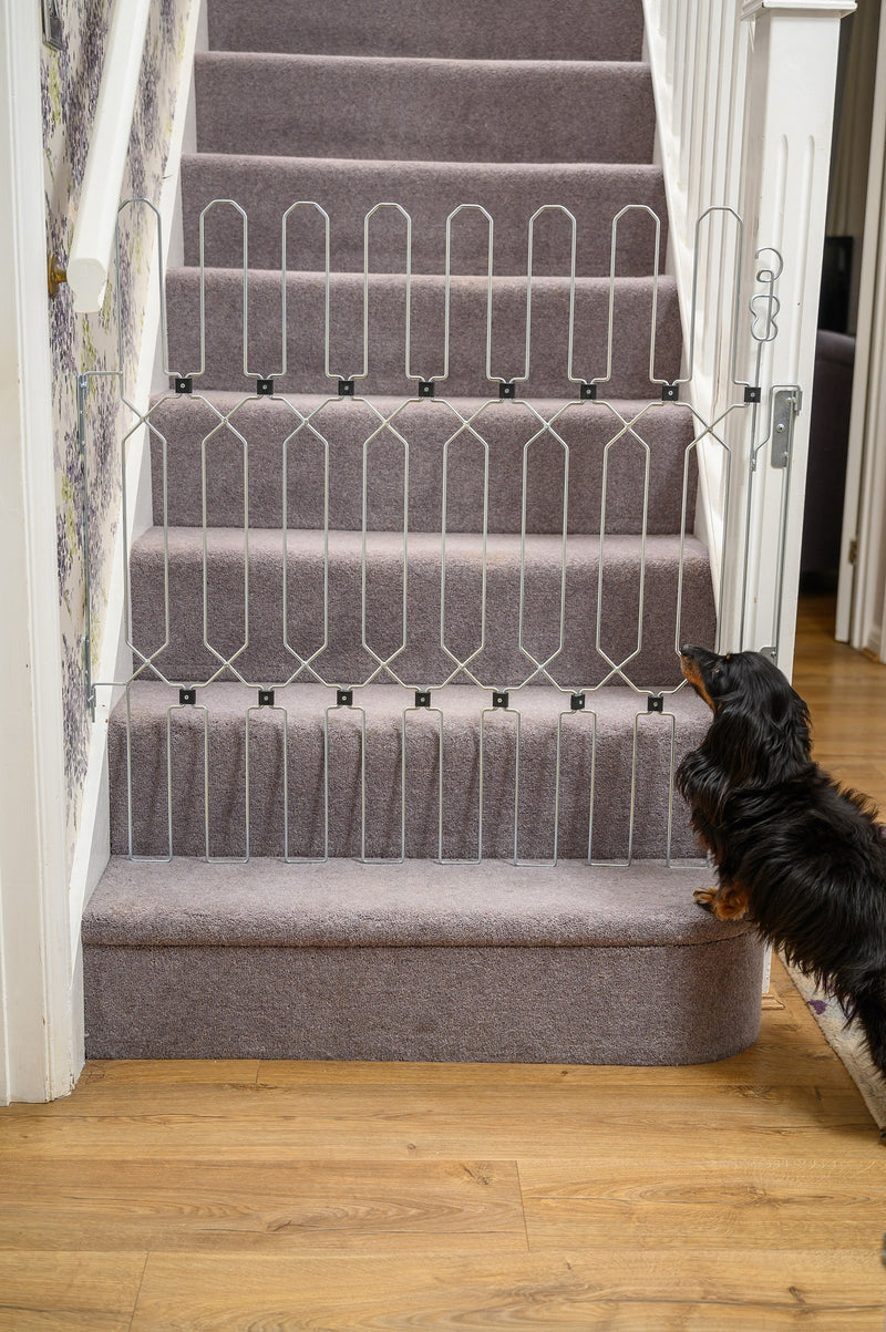 Dog safety gate - DogG8 - positioned at the bottom of stairs stopping a dachshund going upstairs